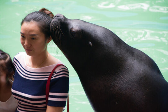 海獅