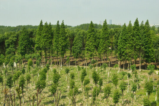 美麗鄉(xiāng)村