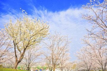 櫻花