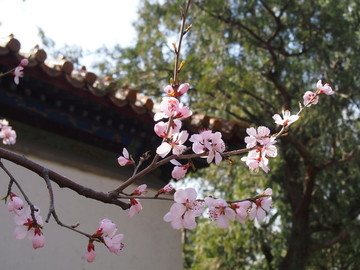 北京市 頤和園 櫻花