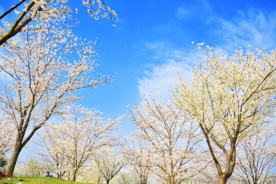 櫻花
