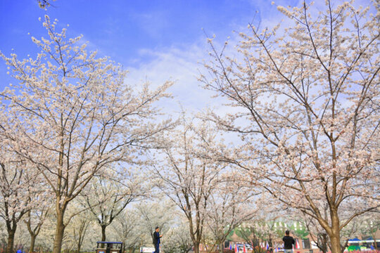 櫻花