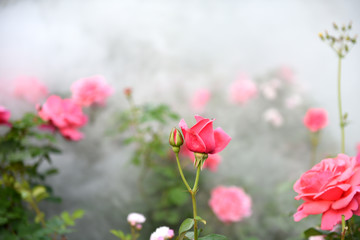 月季花