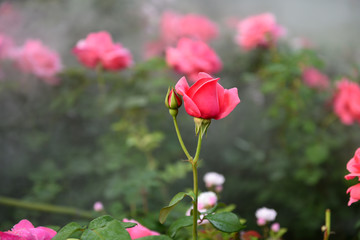 霧中的月季花