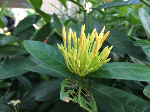 花卉