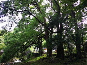 古樹林