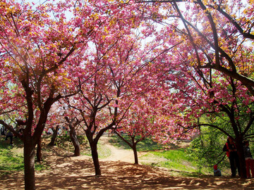 春季的 青島市 中山公園
