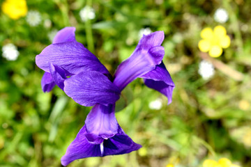 鳶尾花