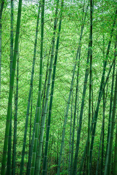 竹林背景