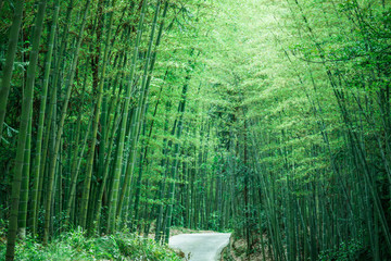 綠竹林