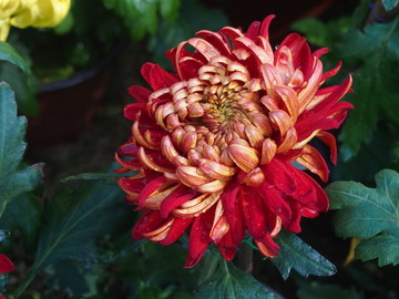中山公園 菊醉金秋 菊展 菊花