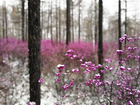 杜鵑花