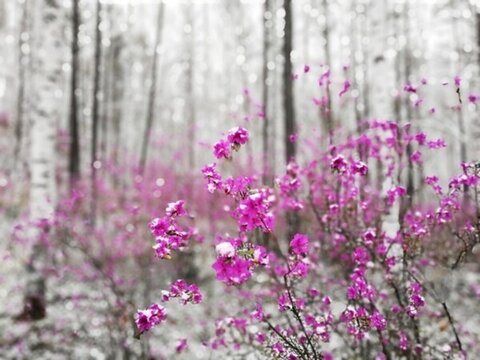 杜鵑花