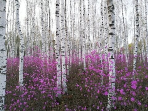 杜鵑花