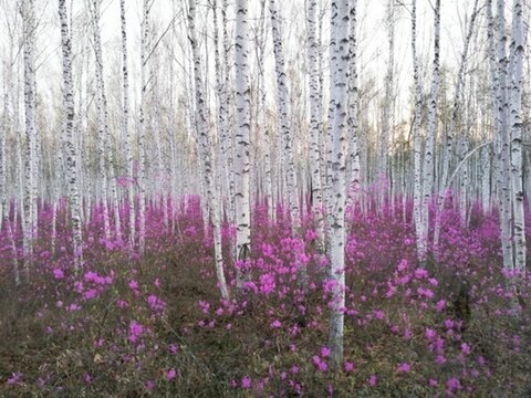 杜鵑花