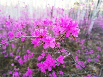 杜鵑花