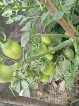 小番茄