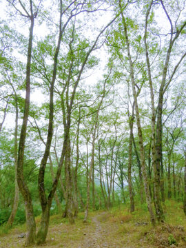 綠樹林