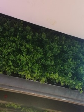 綠色草皮
