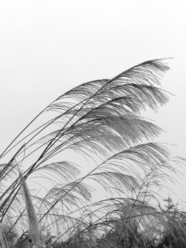 蘆葦圖片素材