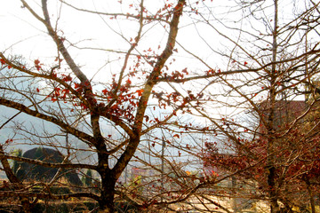 風(fēng)景 山 松樹 森林 楓葉