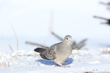 山斑鳩