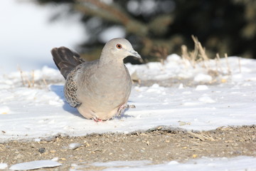 山斑鳩