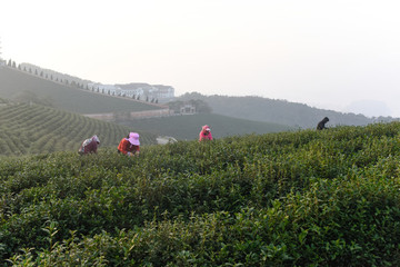 茶園風(fēng)光