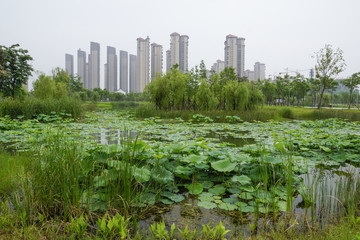 濕地