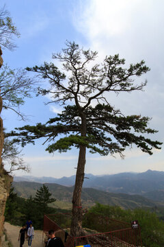 北岳恒山 懸根松