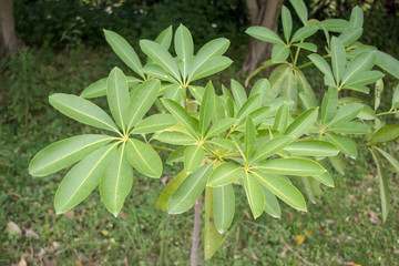 糖膠樹