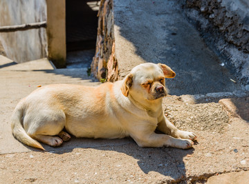 黃狗