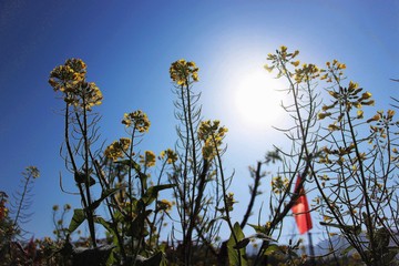 油菜花
