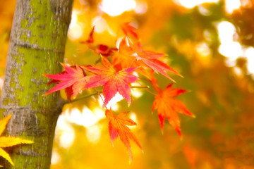 紅葉 楓葉