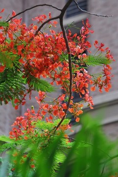 鳳凰花