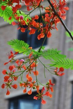 鳳凰花