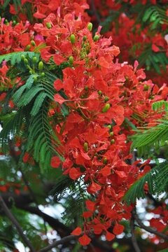 鳳凰花