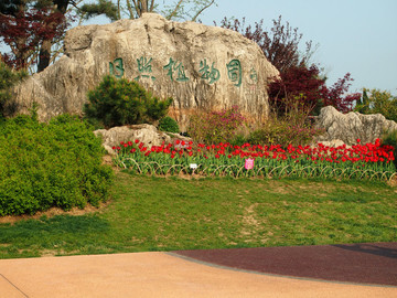 山東 日照 日照植物園 郁金香