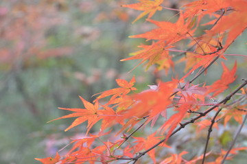 棲霞紅楓