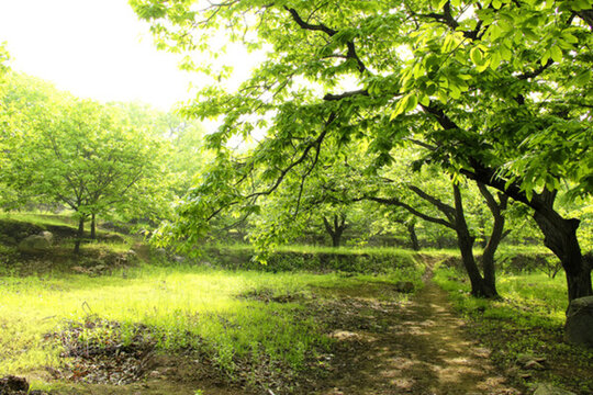 北方果園 板栗林