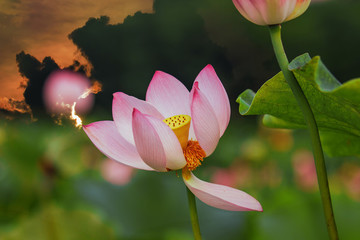 夏荷風(fēng)韻