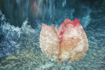 出水芙蓉