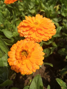 花