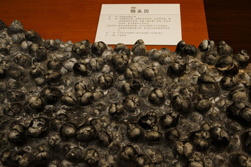 鸮頭貝 化石