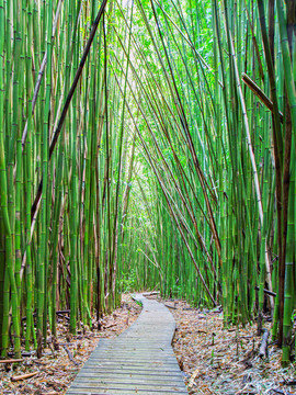 竹林深處