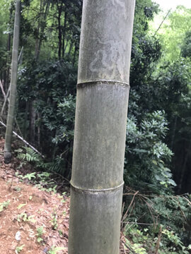 竹節(jié)