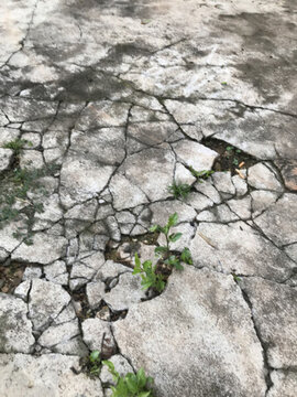石縫