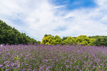 馬鞭草花圃