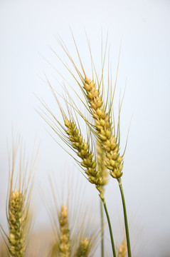 麥穗
