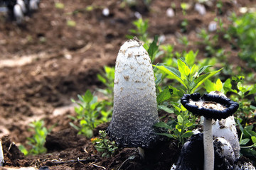 野生雞腿菇